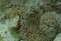 Stichodactyla gigantea