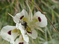 Calochortus eurycarpus