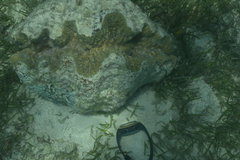 Hippopus hippopus