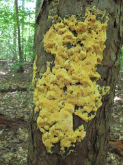 Pycnoporellus alboluteus