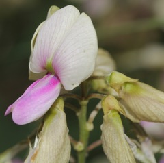 Tephrosia thurberi