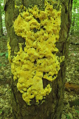 Pycnoporellus alboluteus