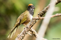 Pipilo maculatus × ocai