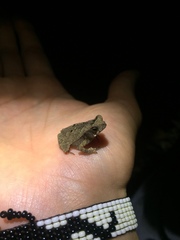 Rhinella sternosignata