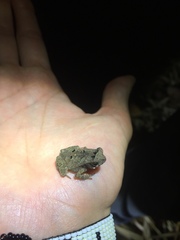 Rhinella sternosignata