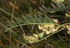 Astragalus douglasii douglasii