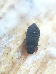 Micropeplus staphylinoides
