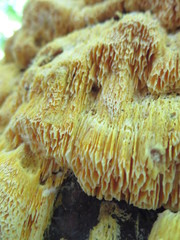 Pycnoporellus alboluteus