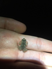 Rhinella sternosignata