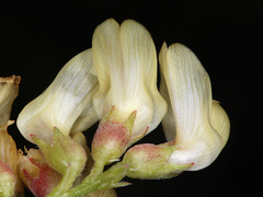 Astragalus douglasii douglasii