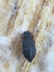 Micropeplus staphylinoides