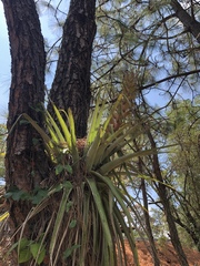 Tillandsia bourgaei