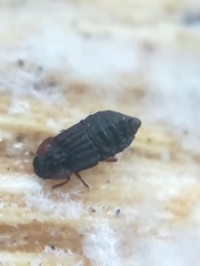 Micropeplus staphylinoides