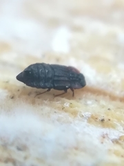 Micropeplus staphylinoides