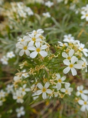 Polemoniaceae