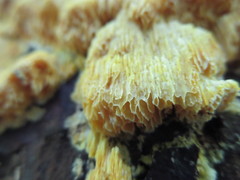 Pycnoporellus alboluteus