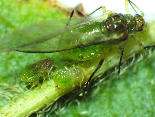 Box-elder aphid