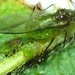 Box Elder Aphid - Photo no rights reserved, uploaded by Ken Kneidel