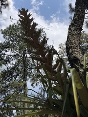 Tillandsia bourgaei