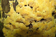 Pycnoporellus alboluteus