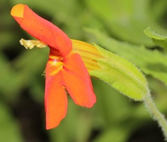 Erythranthe cinnabarina