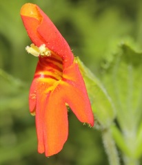 Erythranthe cinnabarina