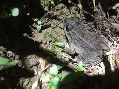 Leptodactylus colombiensis