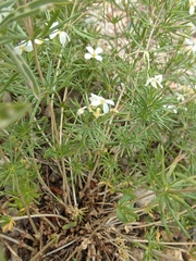 Polemoniaceae