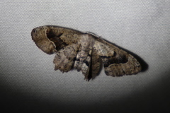 Phazaca leucocephala