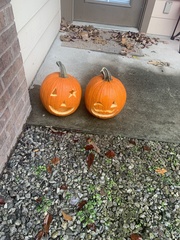 Cucurbita maxima maxima