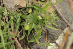 Hebecarpa obscura