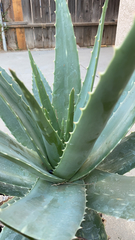 Aloe vera