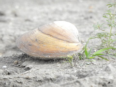 Pyganodon grandis