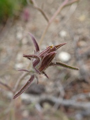 Pedicularideae