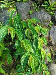 Elatostema