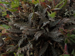 Lepidium solandri