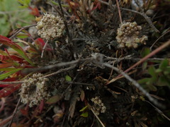Lepidium solandri