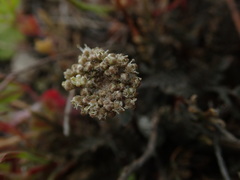 Lepidium solandri