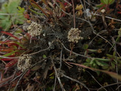Lepidium solandri