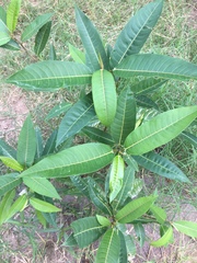 Ficus pertusa