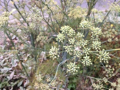 Foeniculum