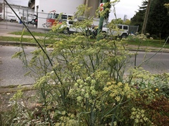 Foeniculum
