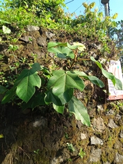 Ficus fulva