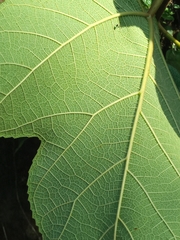 Ficus fulva
