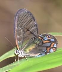 Pseudohaetera hypaesia