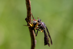 Daptolestes limbipennis