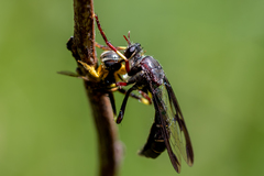 Daptolestes limbipennis