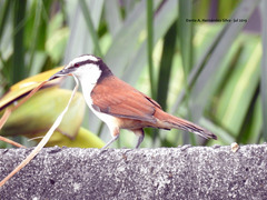 Campylorhynchus chiapensis
