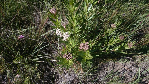 narrowleaf milkweed