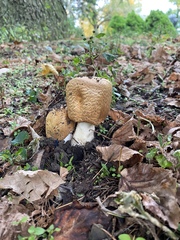 Agaricus nanaugustus